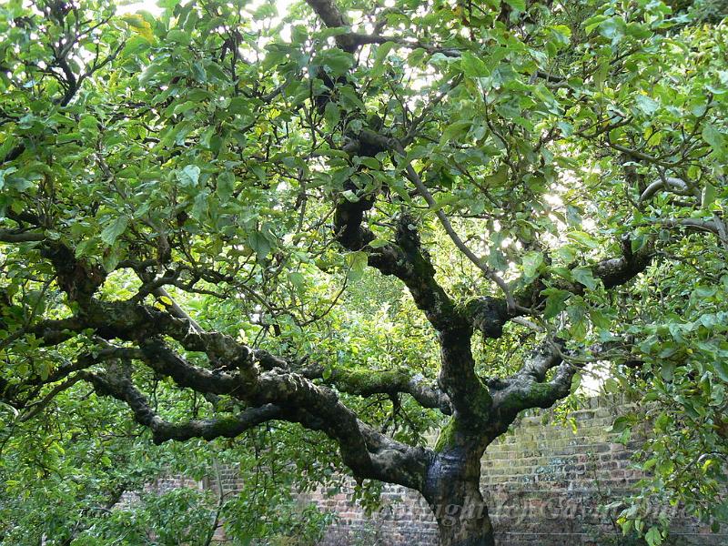 Orchard, Fenton House P1150032.JPG